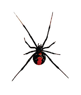 Spider Control - Redback spider removal