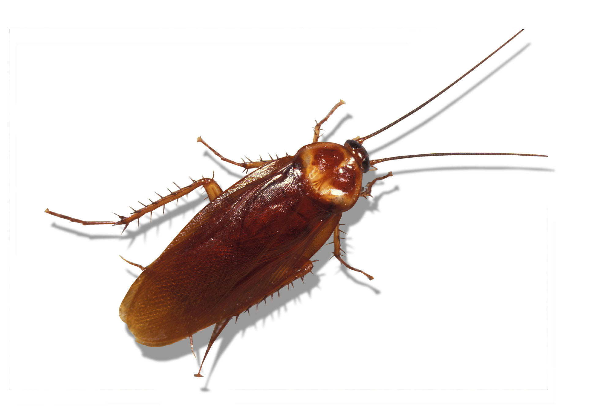Cockroach Control - American cockroach