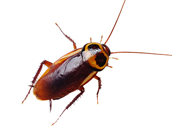 Cockroach Control - Australian cockroach
