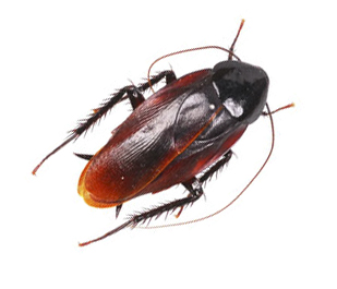 Cockroach Control - Brown cockroach