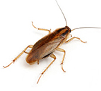 Cockroach Control - German cockroach