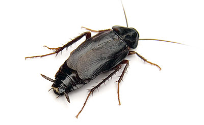 Cockroach Control - Oriental cockroach