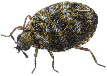 Pest control - Get rid of carpet beetles