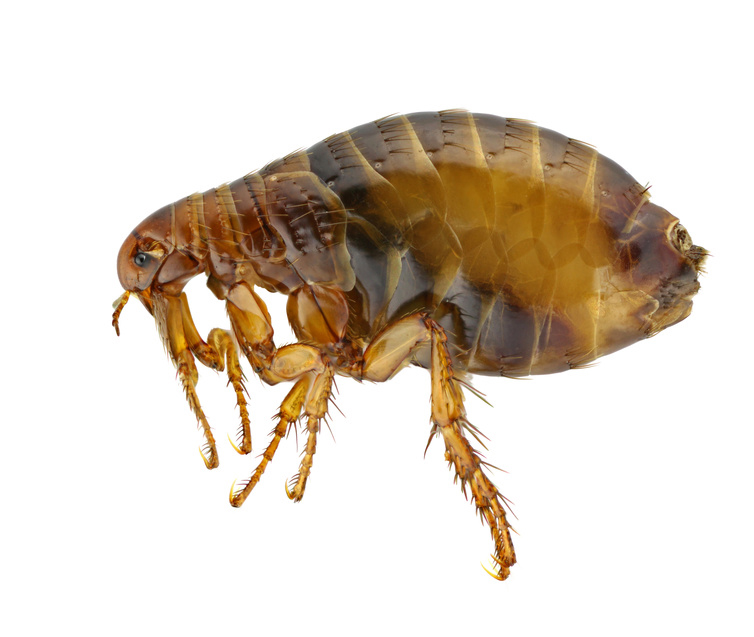 Fleas control - Get rid of fleas