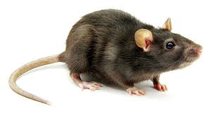Rodent Control - rats, rodents & mice