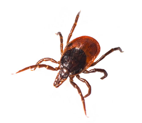 Pest contol ticks - Get rid of ticks