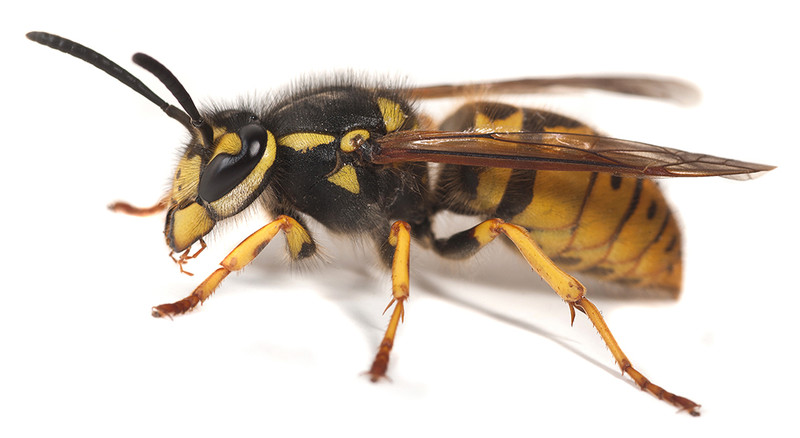 Pest Control - Wasps removal