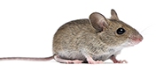 Get rid of house mouse