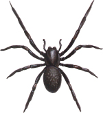 Spider Control - Remove black house spider