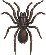 Spider Control - Remove brown trapdoor spider