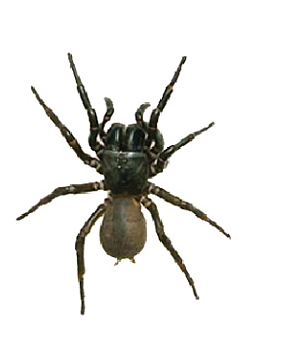 Spider Removal - Get rid of funnel web spider
