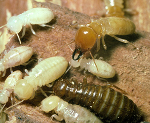 Termites inspection & control