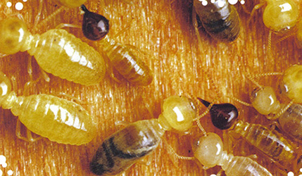 Termites treatment & control