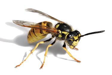 Pest removal - Get rid of wasps