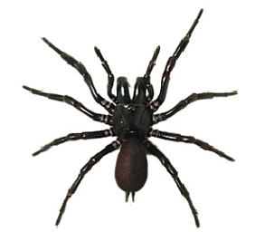 Spider Control -  Get rid of dangerous Sydney funnel web spider