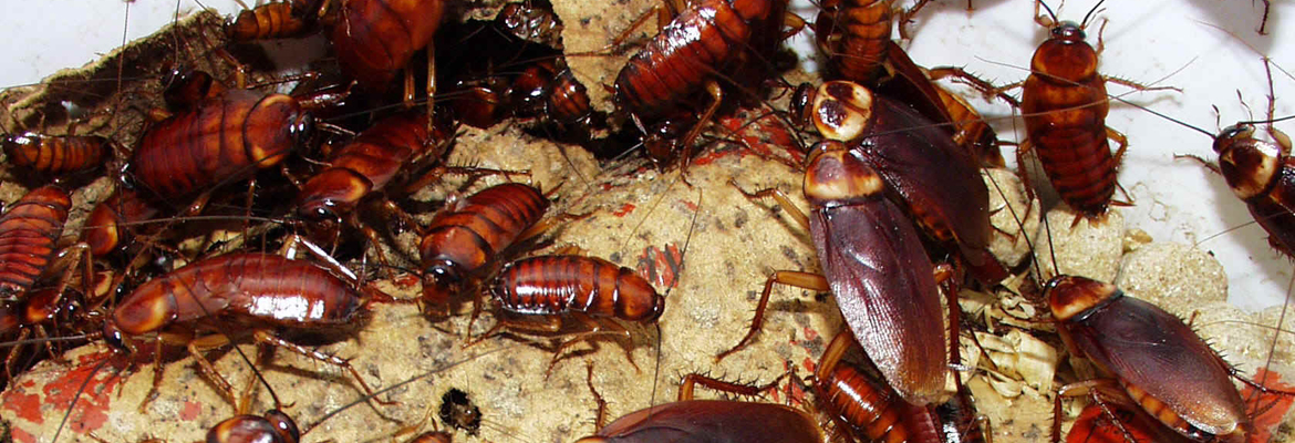 How-to-Get-Rid-of-Cockroach-Infestations