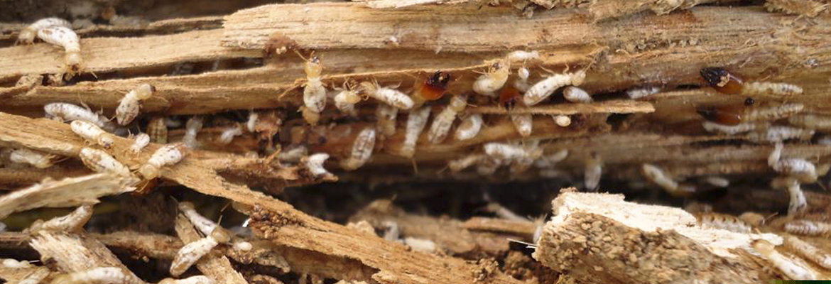 pest control termite damage